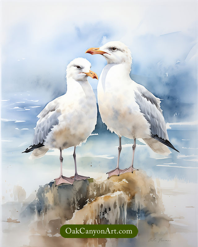 Western Gull